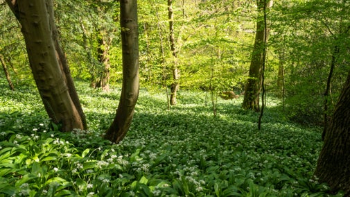 A bed of wild garlic in flower under trees on a steep bank at Prior Park.